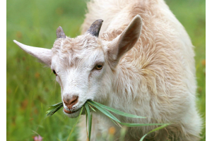 Goat Eating Grass