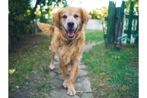 Deworming a Canine: Things to Consider