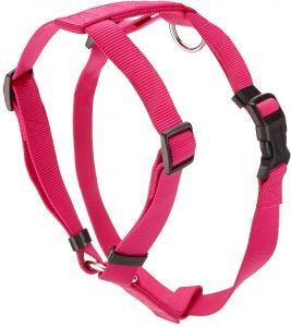 Collar, Harness & Leash Bundle-Raspberry