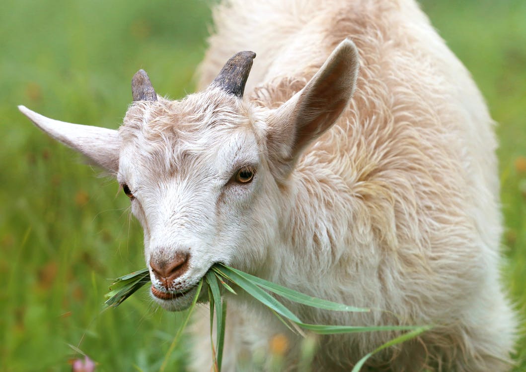 Caring for Your Goats During the Winter Season