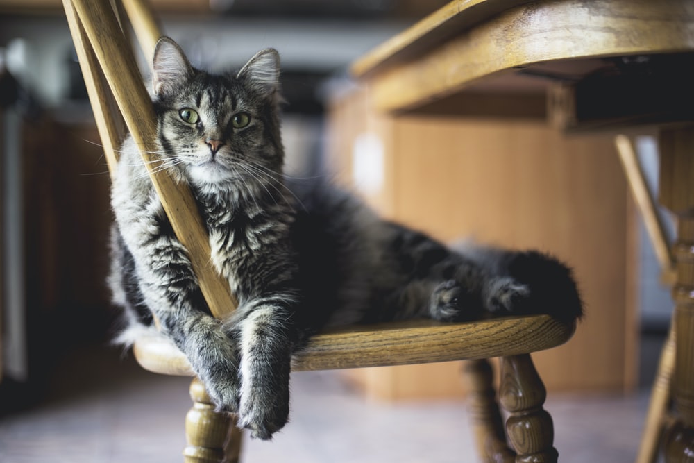 Heartworm Disease and Prevention in Cats